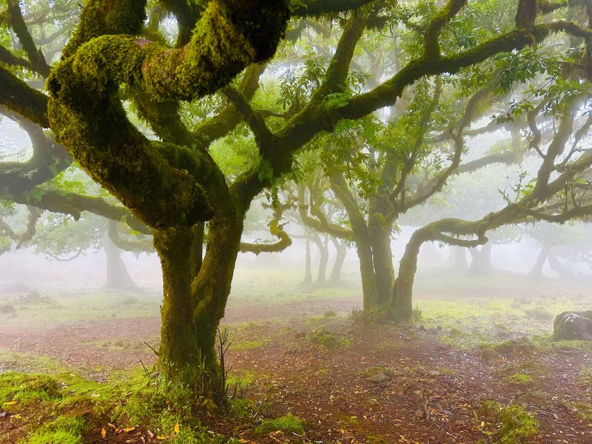 Madeira: Western Madeira Guided Trip & Fanal Mystic Forest - Fanal Forest and the old Laurissilva trees