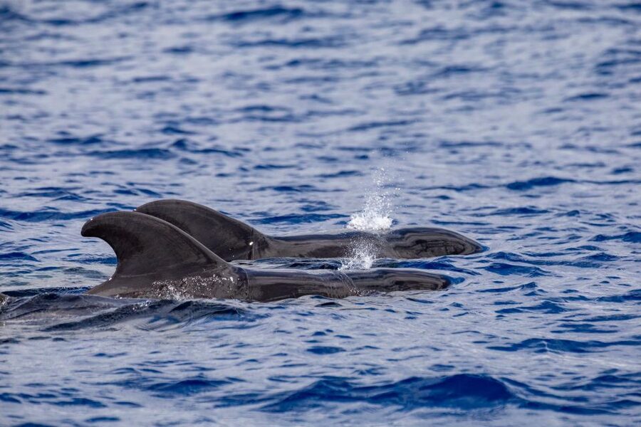 Madeira: Whale and Dolphin Watching Tour - Who will enjoy this tour most?