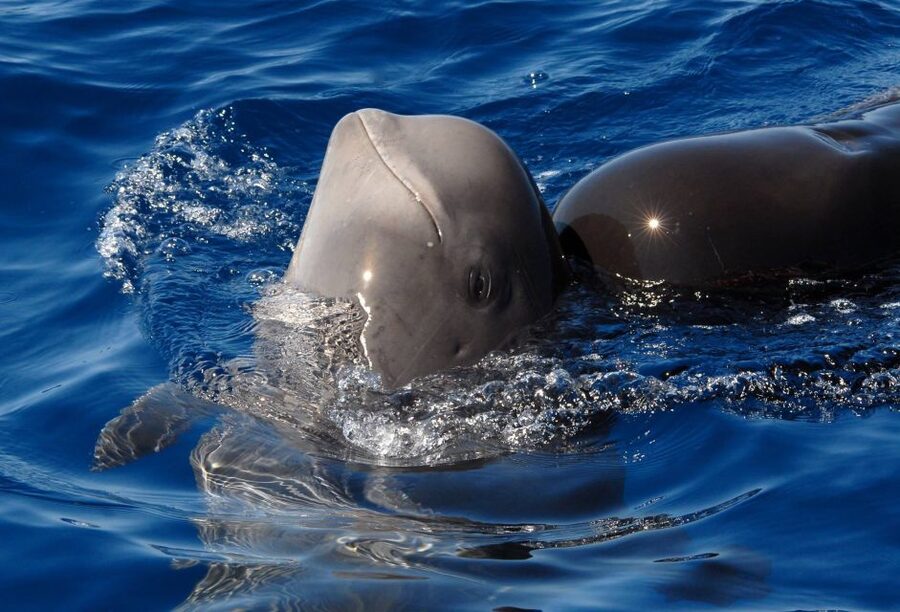 Madeira: Whale and Dolphin Watching Tour - Searching for dolphins, whales, and turtles