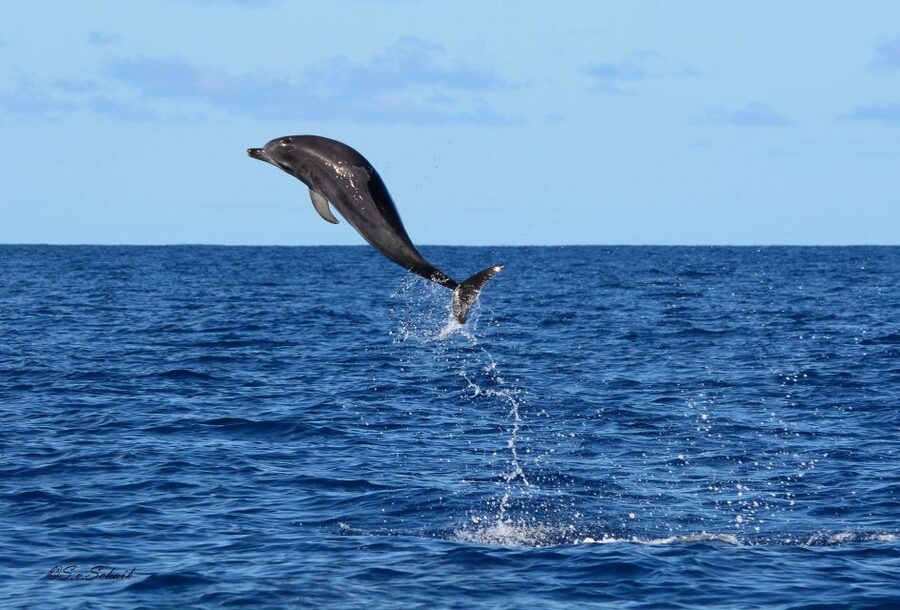 Madeira: Whale and Dolphin Watching Tour - Endemic seabirds and the quieter sightings