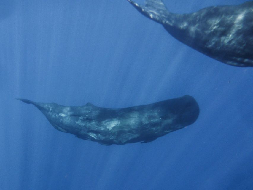 Madeira: Whale and Dolphin Watching Tour - The summer swimming and snorkeling stop