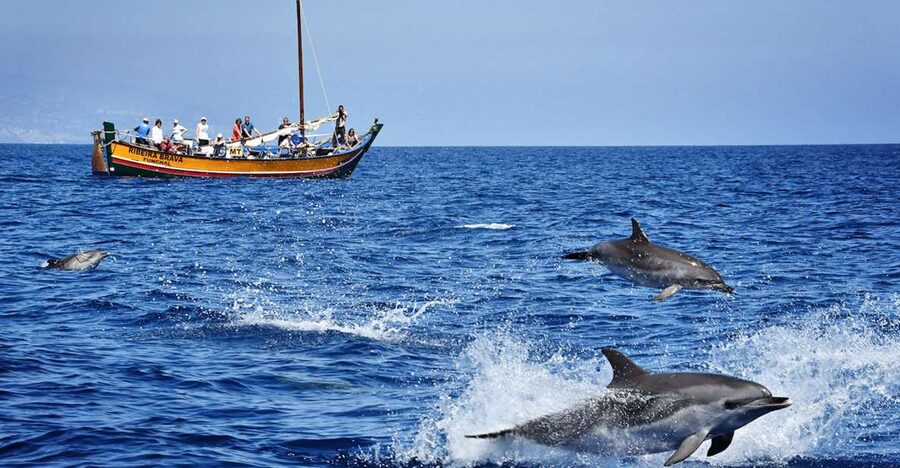 Madeira: Whale Watching Excursion in a Traditional Vessel - Setting out from Calheta Marina