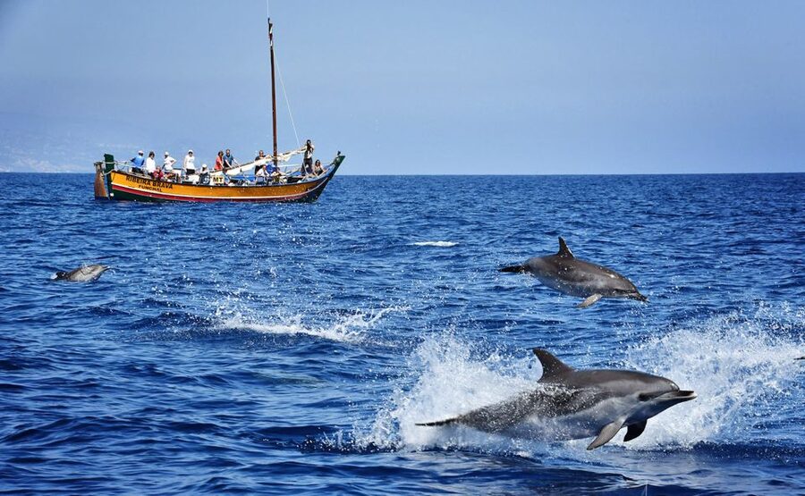 Madeira: Whale Watching Excursion in a Traditional Vessel - Looking for dolphins and whales