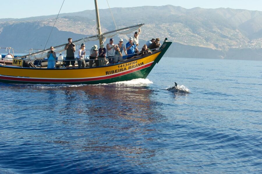 Madeira: Whale Watching Excursion in a Traditional Vessel - What the guides add to the trip