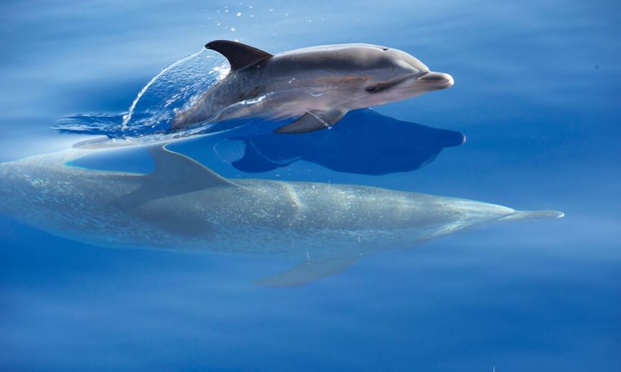 Madeira: Whale Watching Excursion in a Traditional Vessel - The reality of Atlantic weather