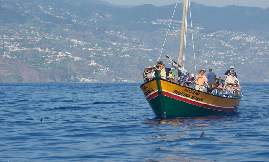 Madeira: Whale Watching Excursion in a Traditional Vessel - Is $53 good value?