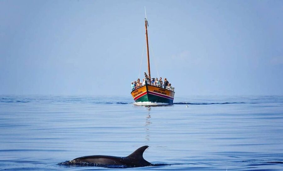 Madeira: Whale Watching Excursion in a Traditional Vessel - Who will enjoy this most?