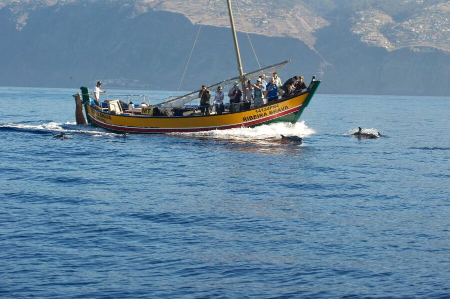 Madeira: Whale Watching Excursion in a Traditional Vessel - How to plan your time in Madeira