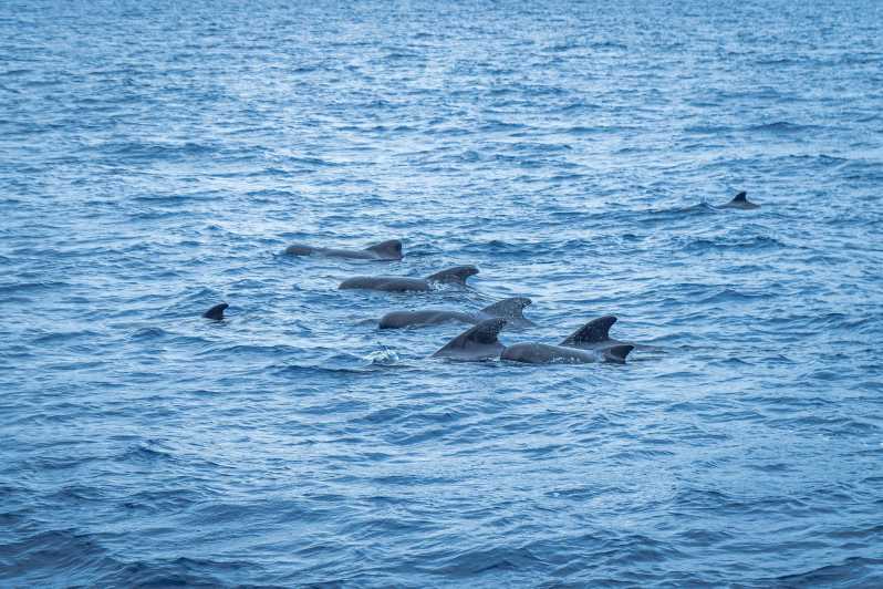 Madeira : Whales and Dolphins wooden boat excursion - Key points to know before you sail