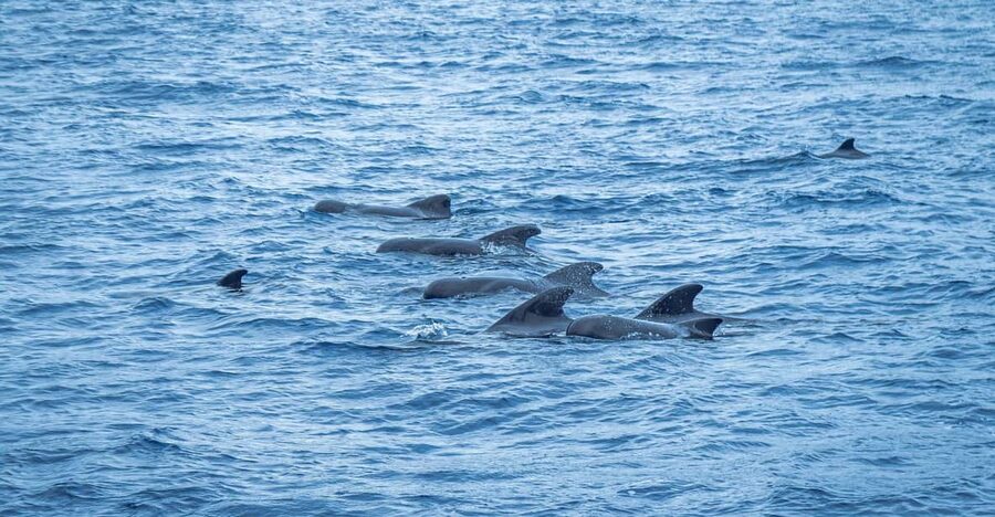 Madeira : Whales and Dolphins wooden boat excursion - Why this Funchal boat trip is worth considering