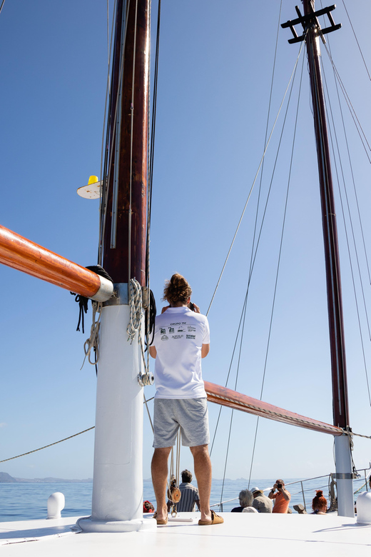 Madeira : Whales and Dolphins wooden boat excursion - What the three hours look like from Funchal