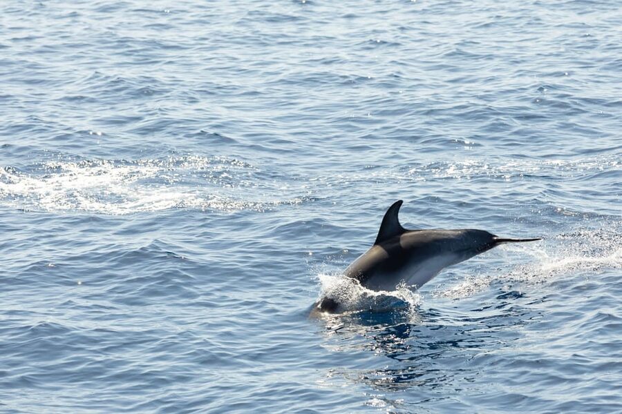 Madeira : Whales and Dolphins wooden boat excursion - Seeing dolphins and pilot whales in open water