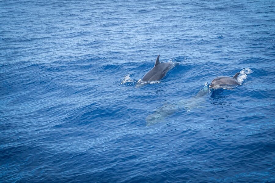 Madeira : Whales and Dolphins wooden boat excursion - The Cabo Girão swim, when the schedule allows