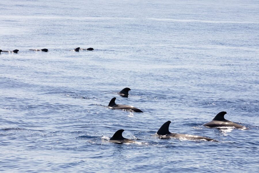 Madeira : Whales and Dolphins wooden boat excursion - Comfort on the wooden boat