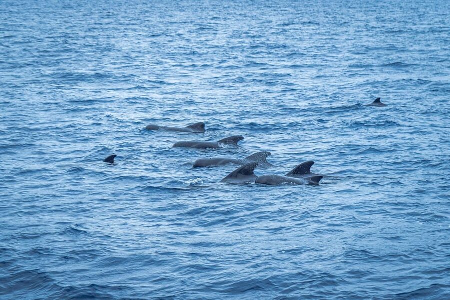 Madeira : Whales and Dolphins wooden boat excursion - The crew and the English guiding