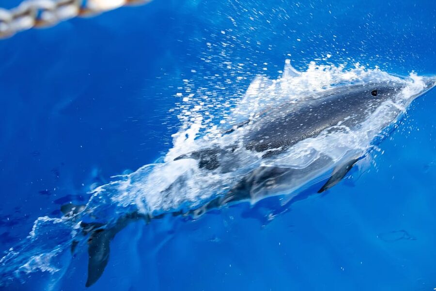 Madeira : Whales and Dolphins wooden boat excursion - Who will enjoy this trip most