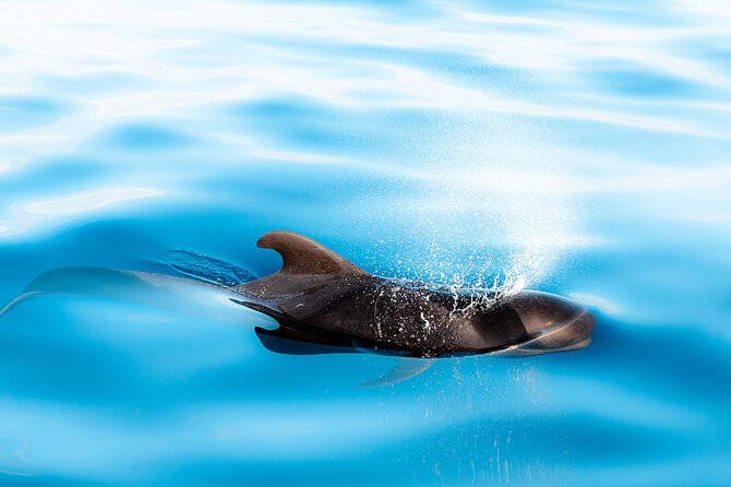 Magic Dolphin Sea Safaris - Guides who make the outing more than a boat ride