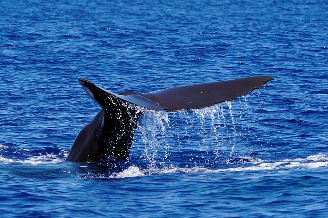 Magic Dolphin Sea Safaris - The two-hour itinerary, step by step