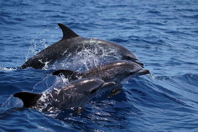 Magic Dolphin Sea Safaris - What the €60.49 price buys you