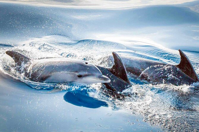 Magic Dolphin Sea Safaris - Weather, comfort, and practical preparation