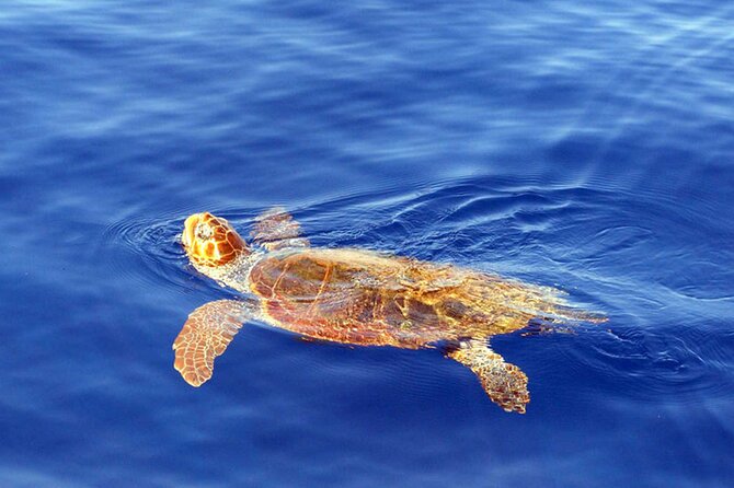 Magic Dolphin Sea Safaris - What the high rating means, and what it does not