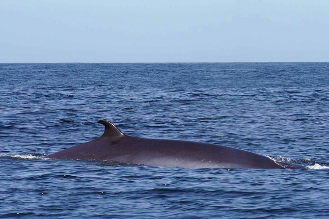 Magic Dolphin Sea Safaris - How the wildlife search works