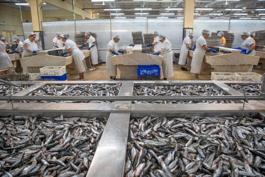 Matosinhos: Conservas Pinhais Factory Tour - Weekday and Weekend Visits Are Not Identical