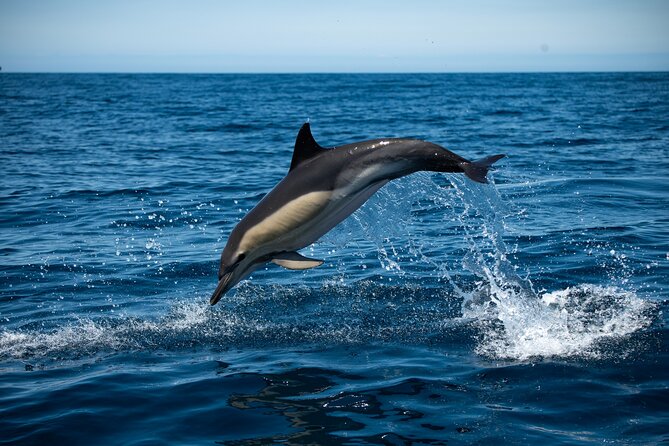 Observation of Dolphins and Whales with Marine Biologist in Arrábida - Key points to know before you book