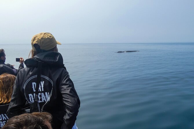Observation of Dolphins and Whales with Marine Biologist in Arrábida - Finding dolphins in Arrábida Natural Park