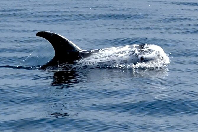 Observation of Dolphins and Whales with Marine Biologist in Arrábida - What the marine biologist brings to the morning