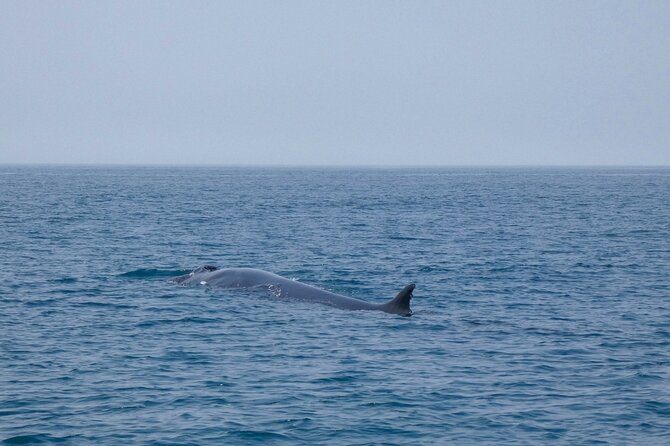Observation of Dolphins and Whales with Marine Biologist in Arrábida - Is $66.54 a fair price?