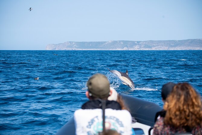 Observation of Dolphins and Whales with Marine Biologist in Arrábida - Who will enjoy this boat trip most?