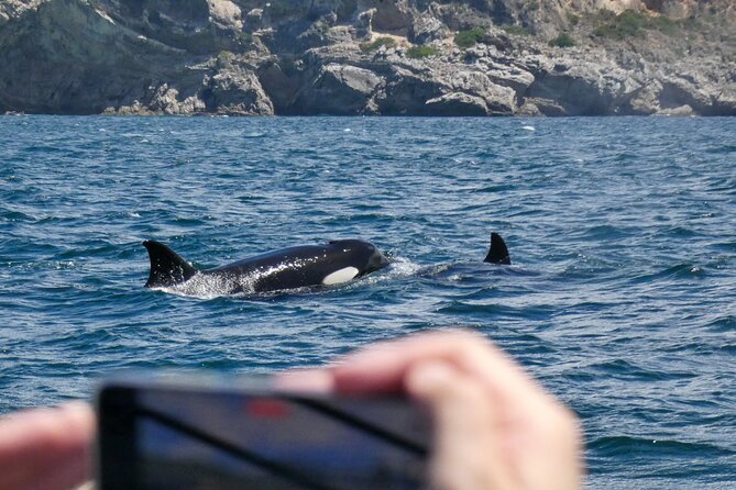 Observation of Dolphins and Whales with Marine Biologist in Arrábida - Practical advice for a smoother outing