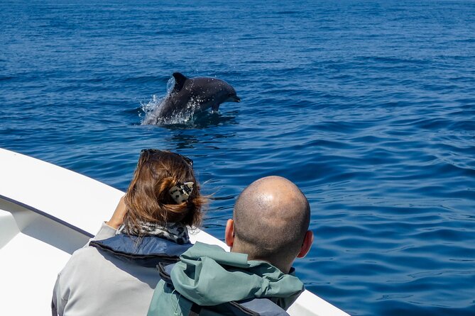 Observation of Dolphins and Whales with Marine Biologist in Arrábida - A chance of whales, sharks, and other surprises
