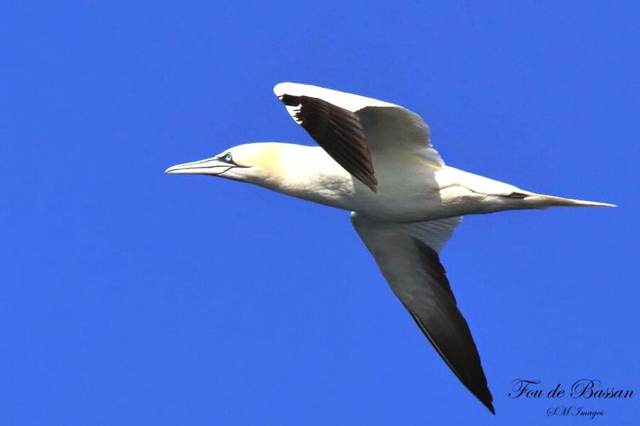 Olhão: 3 Islands Guided Sightseeing Tour with Lunch - Farol Island and the Santa Maria Lighthouse