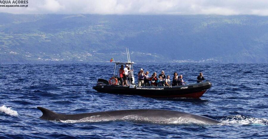 Pico Island: Azores Whale & Dolphin Watching on Zodiac Boat - Key points to know before boarding