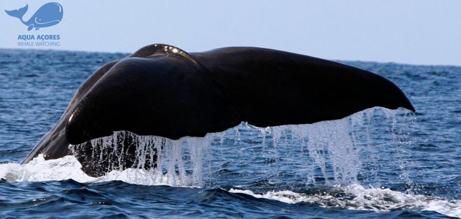Pico Island: Azores Whale & Dolphin Watching on Zodiac Boat - Leaving Lajes do Pico harbor