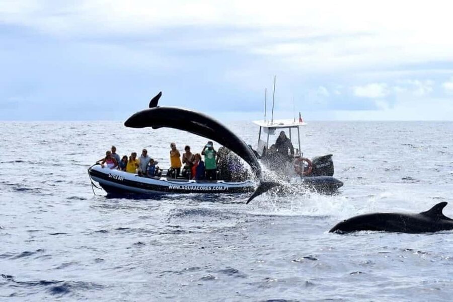 Pico Island: Azores Whale & Dolphin Watching on Zodiac Boat - Searching for Pico’s marine wildlife