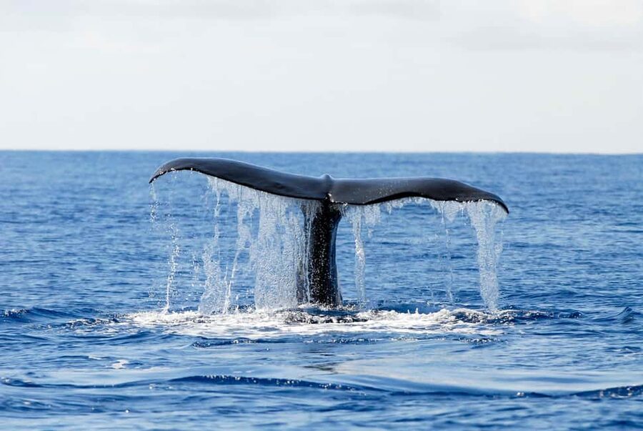 Pico Island: Azores Whale & Dolphin Watching on Zodiac Boat - Guides, skippers, and the value of local knowledge