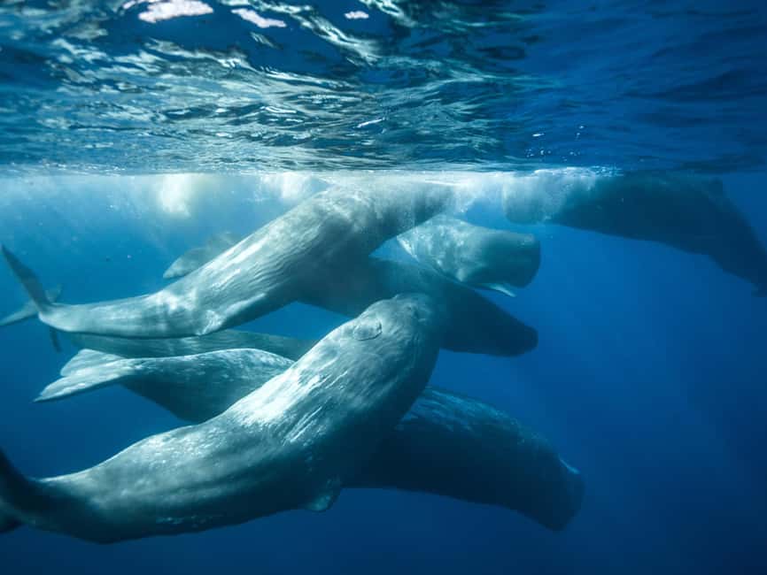 Pico Island: Whale Watching Experience from Lajes - Key points to know before you book