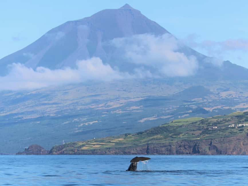 Pico Island: Whale Watching Experience from Lajes - Practical planning for your day in Lajes