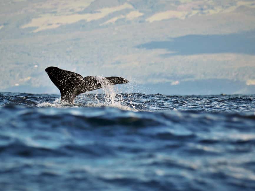Pico Island: Whale Watching Experience from Lajes - Setting out from Lajes do Pico