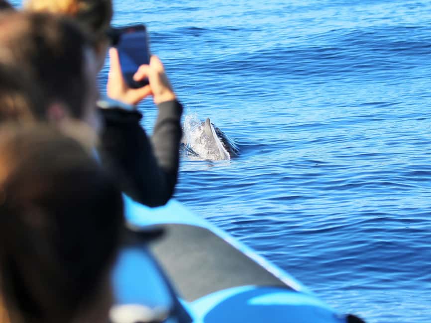 Pico Island: Whale Watching Experience from Lajes - Two hours and 45 minutes searching the Atlantic