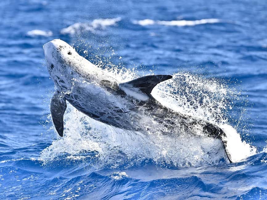 Pico Island: Whale Watching Experience from Lajes - A close look without crowding the animals