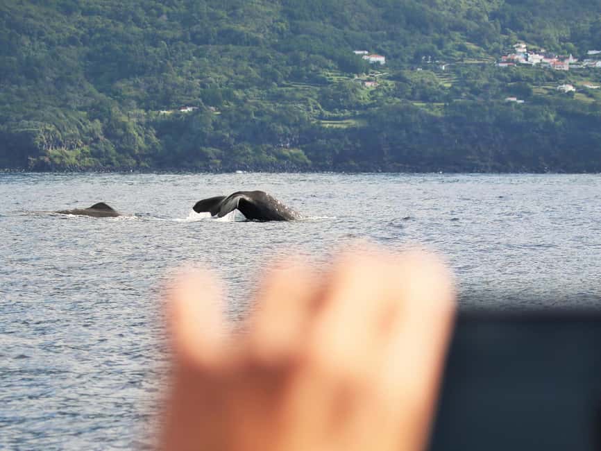 Pico Island: Whale Watching Experience from Lajes - How the boat ride feels