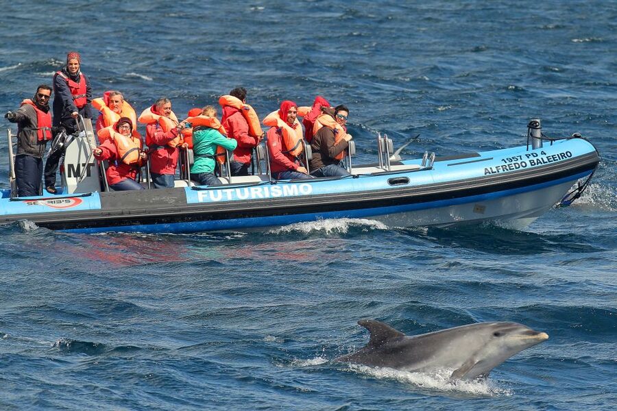 Pico Island: Whale Watching Experience from Lajes - Is $68 a fair price?