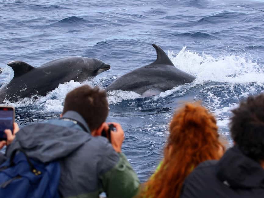 Pico Island: Whale Watching Experience from Lajes - Who will enjoy this trip most