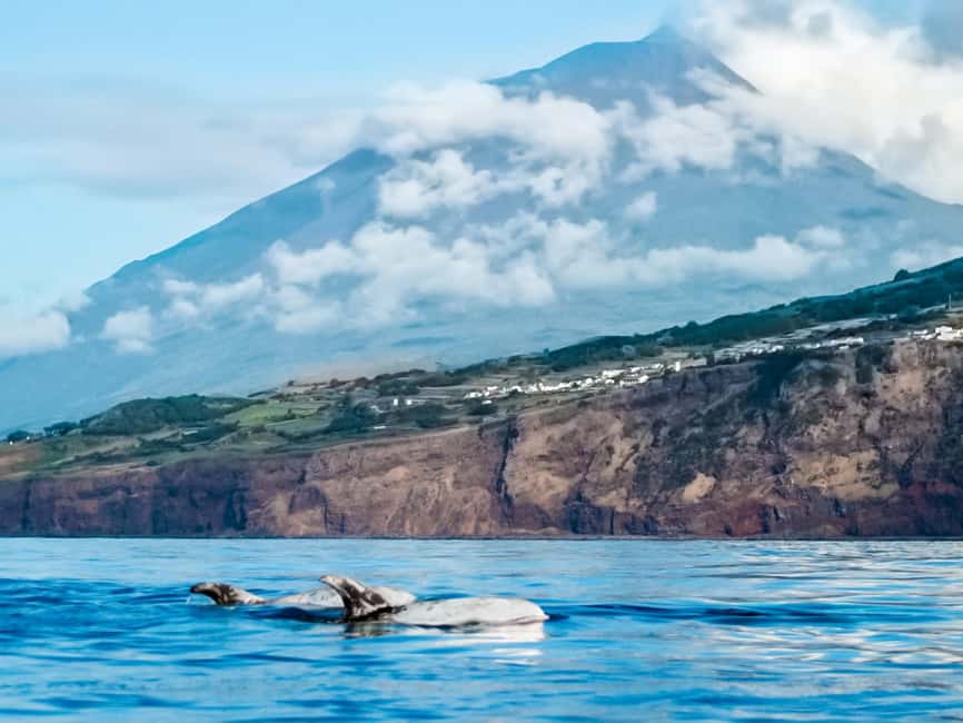 Pico Island: Whale Watching Experience from Lajes - The 15-minute briefing before departure