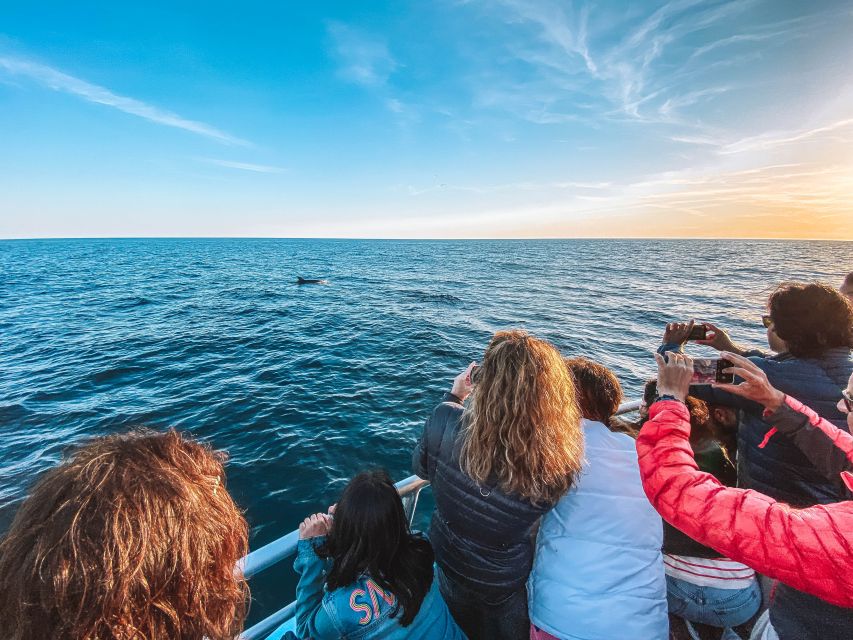 Portimão: Benagil Caves & Dolphins Watching with Biologist - Boat comfort, motion, and safety