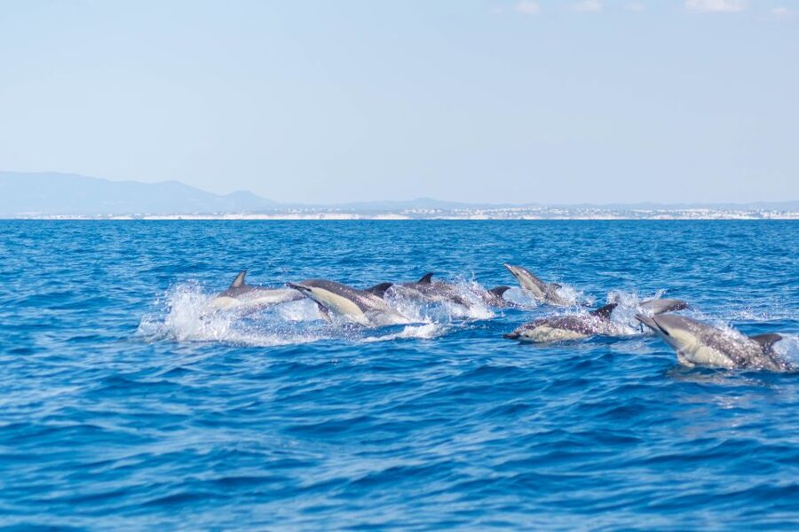 Portimão: Benagil Caves & Dolphins Watching with Biologist - Who should book this experience?